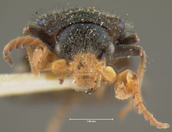 Media type: image;   Entomology 24215 Aspect: head frontal view